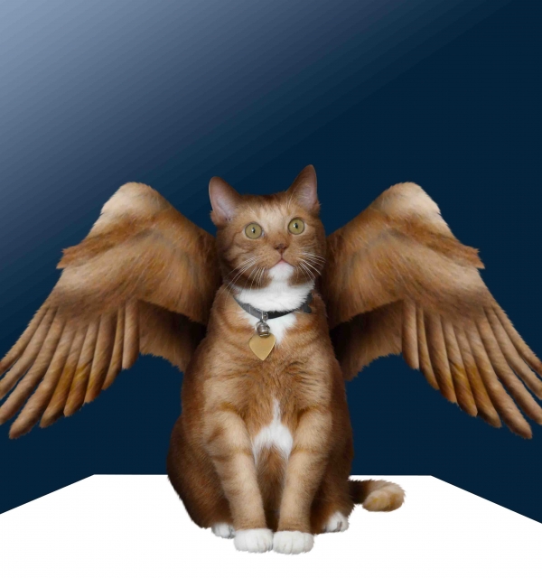 Creation of Angel: Step 8